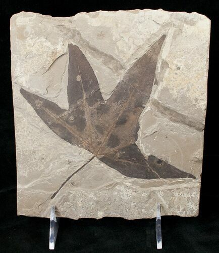 Large Fossil Sycamore Leaf - Green River Formation #16411